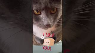 I Loaf You 🍞 🐈‍⬛❤️ catvideos catshorts [upl. by Ynehteb]