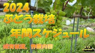 ぶどう栽培 年間スケジュール [upl. by Adoc]