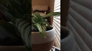 Calathea aka “Prayer Plant” Time Lapse [upl. by Anilatsyrc211]