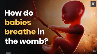 How Do Babies Breathe In The Womb [upl. by Naz]