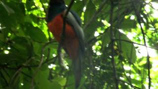 Trogón Colipizarra  Trogon massena  Slatytailed Trogon [upl. by Afrika21]