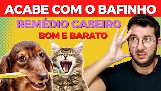 REMÉDIOS TRATAMENTOS PARA GATO COM GRIPE rinotraqueite  Gatil Hauser [upl. by Ydiarf]