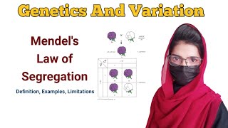 law of segregation  Monohybrid cross  genetics and variation lawofsegregation [upl. by Aryaz39]