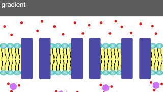 AS level D2 Osmosis and water potential Ms Cooper [upl. by Ennylcaj]