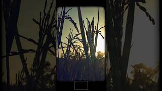 Crop in Village nature crop villagelife beautifulnature youtubeshorts ytshorts shorts [upl. by Chiang]