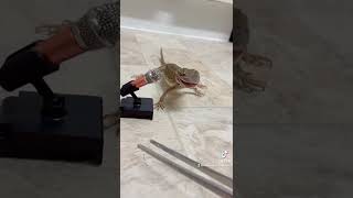 Rankins dragon chompies 🥰 rankinsdragon asmr reptile reptiles dragon pet pets chompies [upl. by Adnoryt]