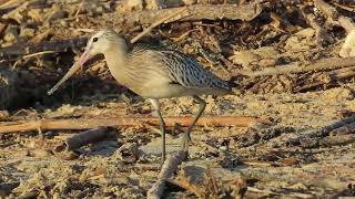 Bartailed Godwit [upl. by Ahsercel614]