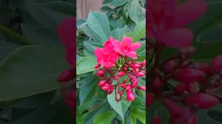 Red flowers of Jatropha Integerrima plant [upl. by Ntisuj]