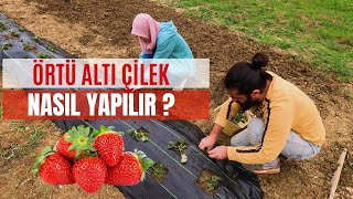 Sıfırdan Çilek Yetiştiriciliği  Çilek Nasıl Ekilir  Örtü Altı Çilek Yeri Hazırlama [upl. by Batruk]