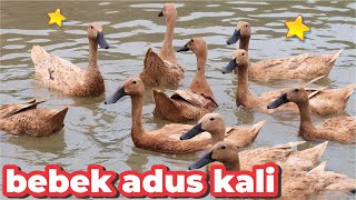 BEBEK ADUS KALI AYAH  BEBEK BERENANG APA  DUCKS SWIMMING IN TUB  LAGU BEBEK ADUS KALI [upl. by Fisa]