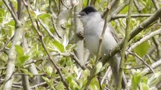 Blackcap Singing [upl. by Laven]