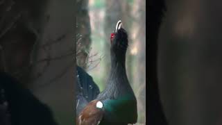 The Capercaillie  Britains Rarest Birds Part 1 [upl. by Ael609]