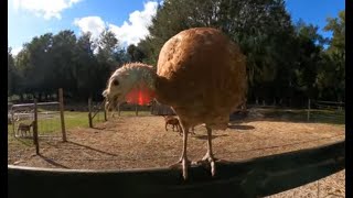 Talking Turkey explorer florida deland volusiacounty pets birds farm [upl. by Freud688]