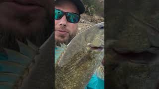 Lake Berryessa smallmouth bassfishing fishing bassfishinglife bassfishingnation [upl. by Anewor]