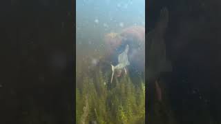 Unbelievable underwater pike strikes😮😮😮 underwatercamera waterwolf irishpiker4Irishpiker [upl. by Mathew]