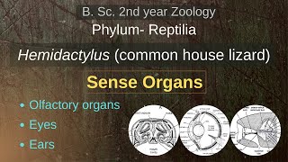 Hemidactylus  Sense Organs  B Sc 2nd year  Zoology [upl. by Yelruc]