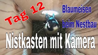 Nistkasten Kamera Tag 12  Blaumeisen beim Nestbau im Nistkasten  Kohlmeise dringt ein [upl. by Orat]