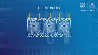 TOXOER 53 Kidney 2 2 Mechanisms of Nephrotoxicity II [upl. by Drolet]