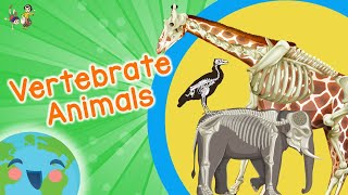 Vertebrate Animals for Kids Educational Video for Kids [upl. by Epillihp303]