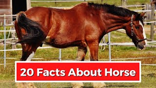 20 INTERESTING FACTS ABOUT HORSES [upl. by Laeria508]