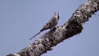 Birds of Ol Pejeta conservancy [upl. by Litnahs]