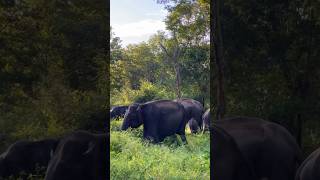 Mudumalai tiger reserveelephantfansmudumalaitigerreserve love delginVlogs [upl. by Sherburn262]