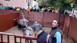 Desembarque de los toros que se lidiarán esta tarde en la plaza de Riaza [upl. by Leschen]