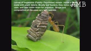 Bagworm on the Go [upl. by Tillio]