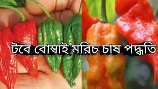 টবে বোম্বাই মরিচ চাষ পদ্ধতি। কোন ঝামেলা ছাড়াই বোম্বাই মরিচ চাষ করতে পারবেন। [upl. by Nealey397]