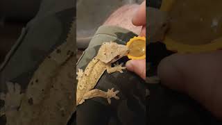 Dalmation Crested Gecko Juvenile Feeding our next President of the United States [upl. by Notyalc242]