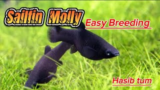 Sailfin Molly fish easy breeding at home [upl. by Macintosh]