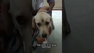 Three months old lab having 🄷🄴🄿🄰🅃🄾🄼🄴🄶🄰🄻🅈 hepatomegaly vet dog [upl. by Alahsal]