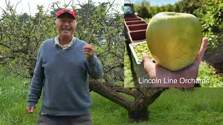 What Does Rootstock do for Your Apple Trees [upl. by Adahs]