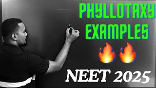 PHYLLOTAXY EXAMPLES TRICKS botany neet neet2025 tricks [upl. by Tullus]