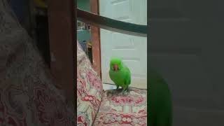 perrot funnyclips thankyou like subscribe videoshort [upl. by Gundry]