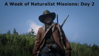 Red Dead 2  Naturalist Day 2 [upl. by Madora494]