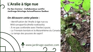 LARALIE À TIGE NUE  UNE PLANTE À ÉTUDIER ET À CUEILLIR [upl. by Atikihc]