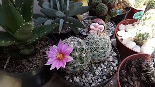 4 tipos de cactos floridos 😍 [upl. by Orecul755]