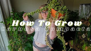 How To Grow amp Care for All Hoya Carnosa Compacta Variegata [upl. by Hendrix]