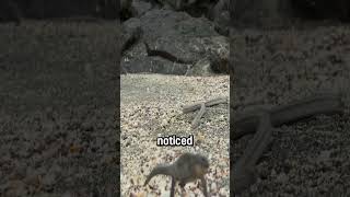 Iguana vs Snake adorable animals shorts facts wildlife superadorable [upl. by Refotsirhc206]