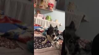 Iti si hasi love viralvideo petlover petlovers trending trendingshorts trendingvideo video [upl. by Christye122]