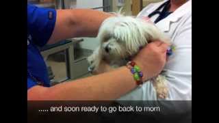 Veterinary Oncology Radiation Treatment [upl. by Spears395]