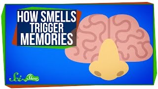 How Smells Trigger Memories [upl. by Rexanna]