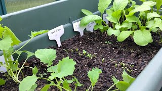 Our Fall raised bed What you can grow now gardening fallgarden youtube [upl. by Ltney]