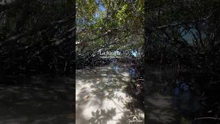 La Jungla  Guánica PR🇵🇷 lajungla guanica puertorico beach camjaavideos [upl. by Pansy]