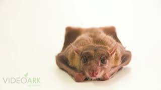 An Egyptian fruit bat Rousettus aegyptiacus named Stanley at Omaha’s Henry Doorly Zoo and Aquarium [upl. by Chanda]