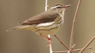 Louisiana Waterthrush at Jonathans Woods NJ [upl. by Nahtanaj795]