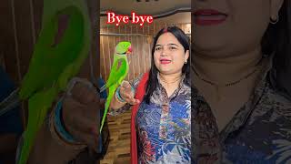 🤣😂 reels porrot parrot sonaliparrot talkingparro funny comedyreels birds greenparro [upl. by Asimaj744]