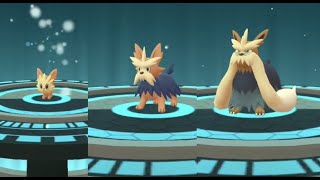 Lillipup evolution into Herdier and Stoutland in Pokemon GO  Trainer Ari [upl. by Akinirt]