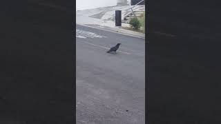 Corvine Activities nature california crows Halloween spooky foreboding birds [upl. by Stag246]